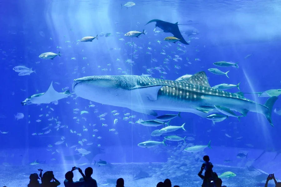 Okinawa Hip Hop Bus Tour with Churaumi Aquarium, Glass Boat Ride & American Village, Okinawa