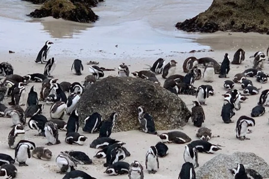 Cape Point & Boulders Beach Private Tour with Penguin Encounter, Cape Town