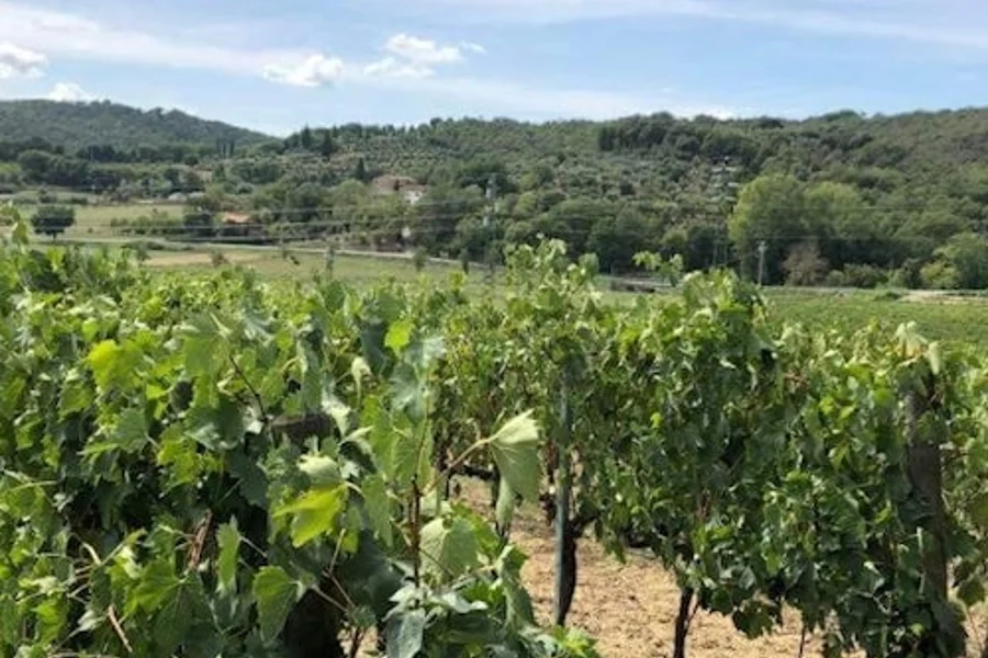 Arezzo: Cata de Vinos en Val di Chiana, at Tuscany Wine Tasting, Montalcino