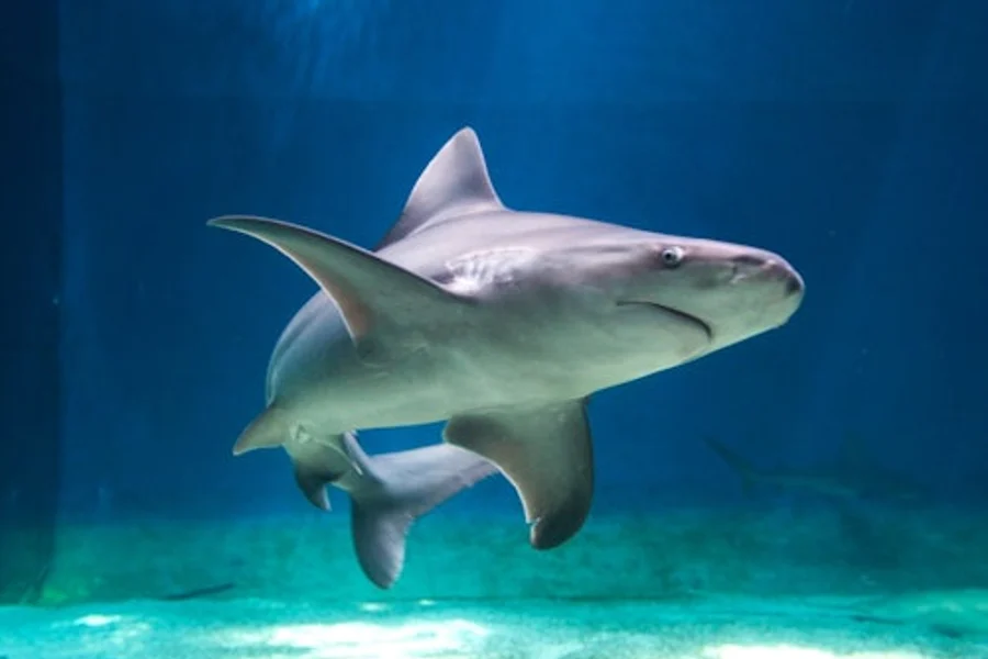Sea Pass: Tiket sa Pagpasok sa Aquarium ng Genoa at Galata Museum + Paglalayag sa Harbor, Genoa
