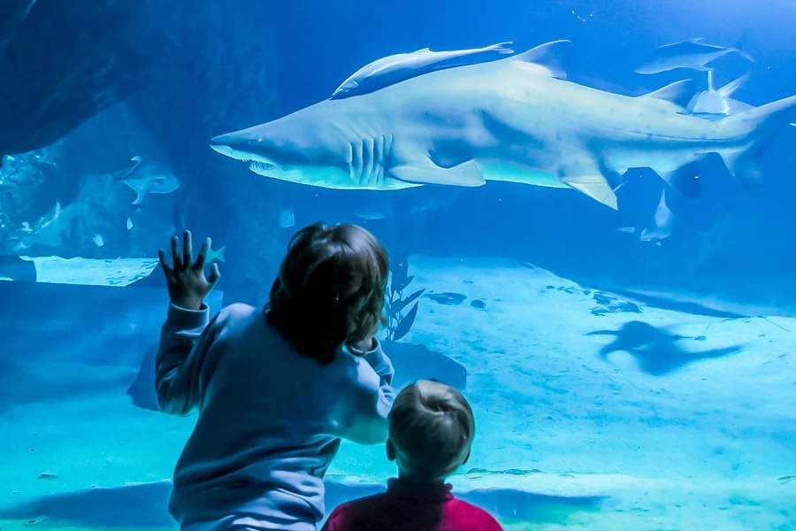 마드리드 동물원 아쿠아리움 입장권, at Zoo Aquarium de Madrid, Madrid