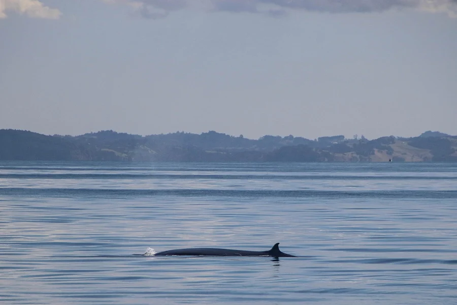 Half-Day Whale and Dolphin Safari Cruise from Auckland, Auckland