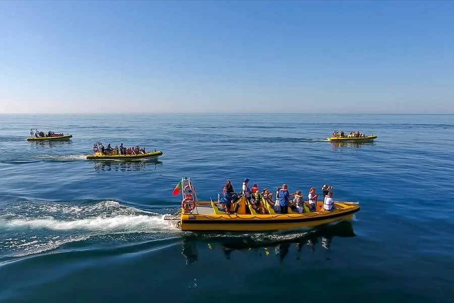 2 Hour Guided Dolphin Watching and Cave Cruise in Algarve, Albufeira