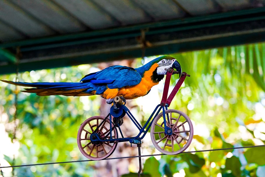 Dubai Dolphinarium: Creek Park Exotic Bird Show Tickets, Dubai