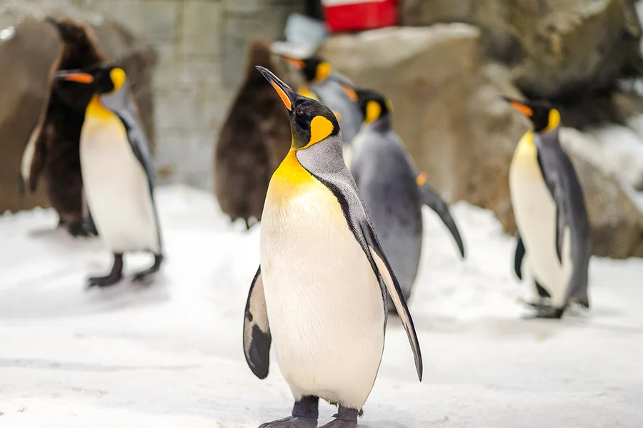 Ski Dubai: Snow Premium Tickets with Penguin Encounter, Dubai