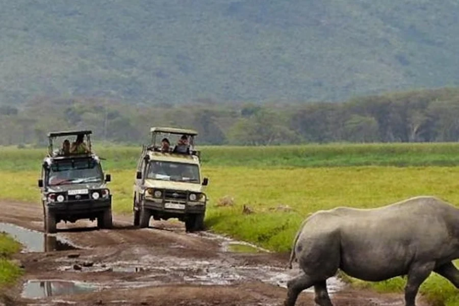 Cape Town: Full-Day Guided Safari + Roundtrip Transfer + Lunch, Cape Town