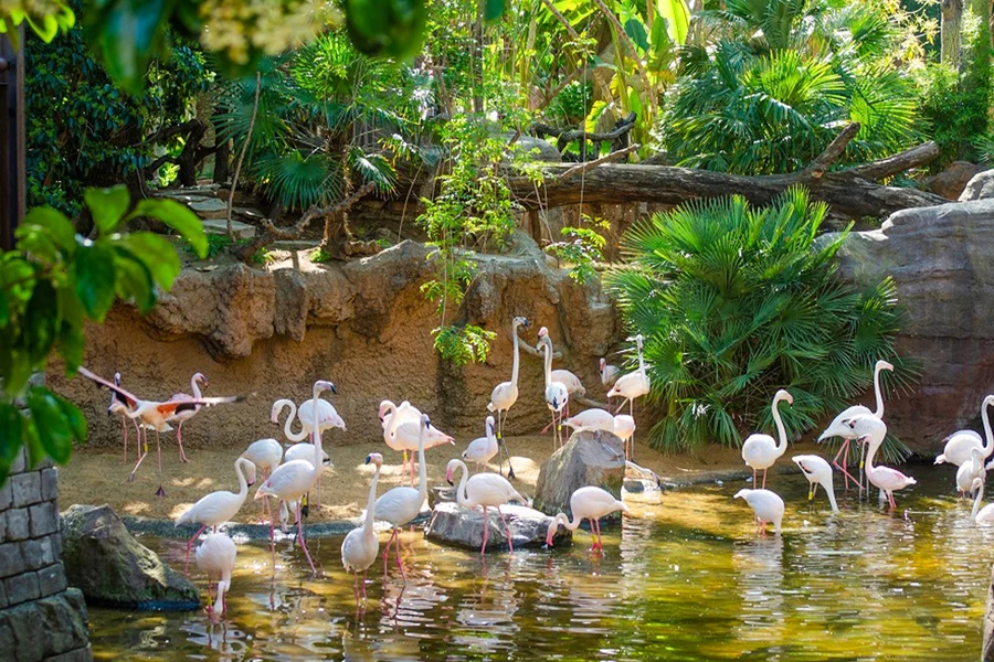 比奧公園富恩吉羅拉門票, at Bioparc Fuengirola, Malaga