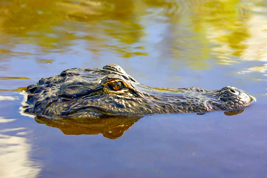 Everglades National Park: Airboat Tour with Reptile Exhibit, Miami
