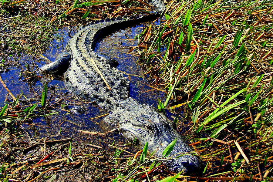 Orlando: Wild Florida 1‑Hour Airboat Tour with Gator Park Tickets, Orlando