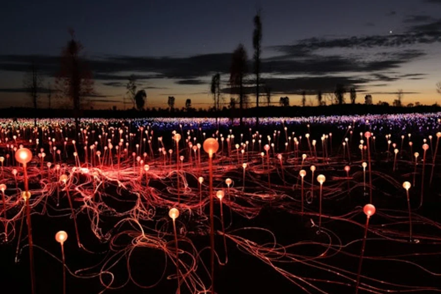Field of Light Uluru: General Admission + Transfer, Yulara