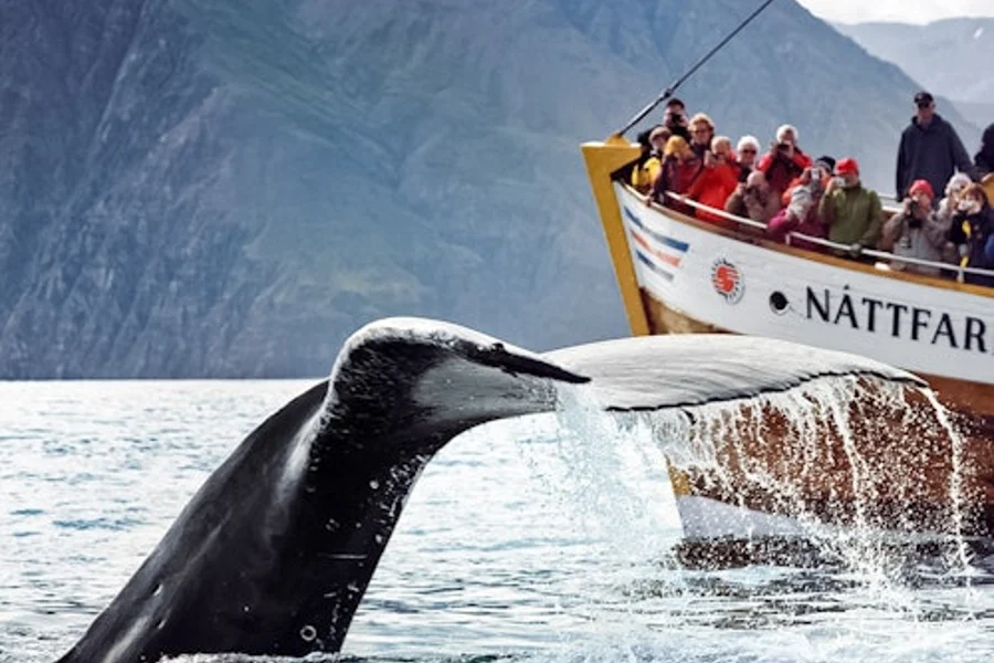 Husavík: Tour de Avistamiento de Ballenas + Aperitivo, at Husavik Whale Watching, Husavik
