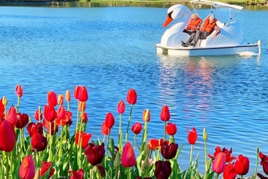 Los Angeles Echo Park: Swan Boats Rental, Los Angeles