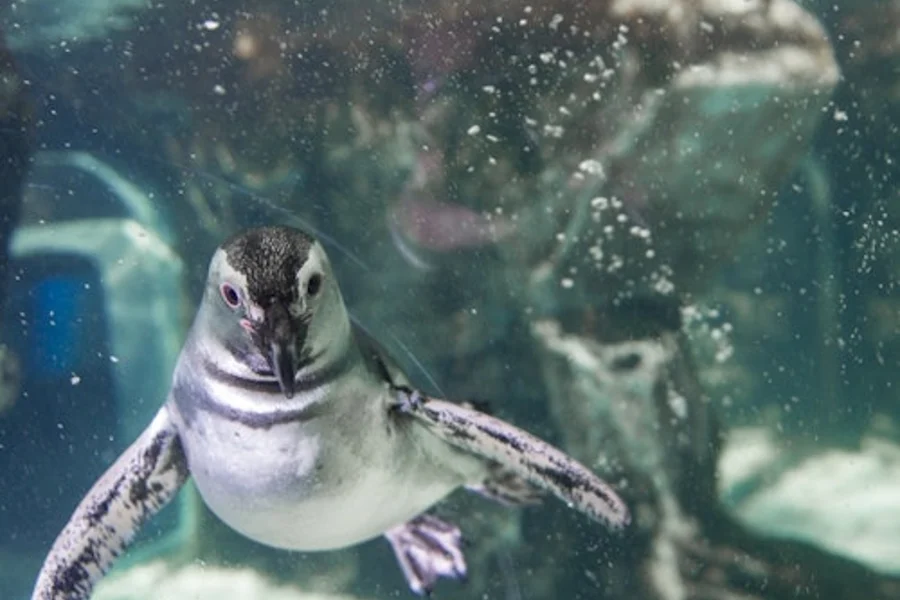 Aquarium ng Genoa: Mabilisang Pasok na Ticket + Di-matotohanan na Museo, Genoa
