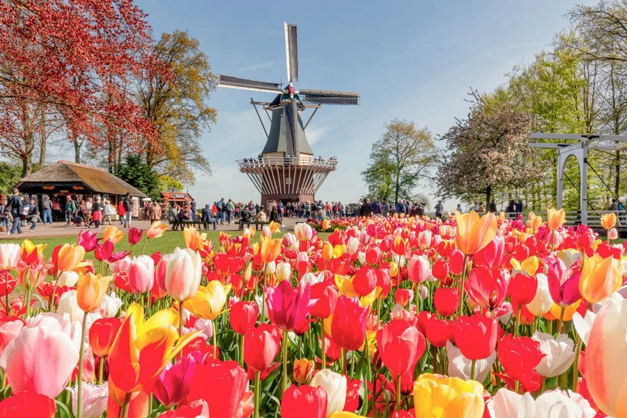 从阿姆斯特丹出发,前往库肯霍夫并体验风车游船之旅, Amsterdam