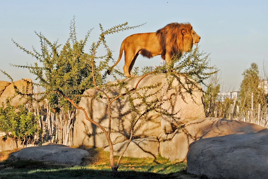 Bioparc Valencia Tickets, Valencia