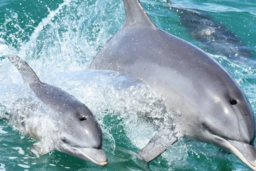 Mandurah: Crucero con Delfines y Vistas, Mandurah
