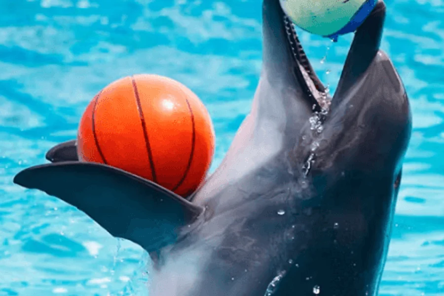 Dubai Dolphinarium: Dolphin and Seal Show, at Dubai Dolphinarium, Dubai