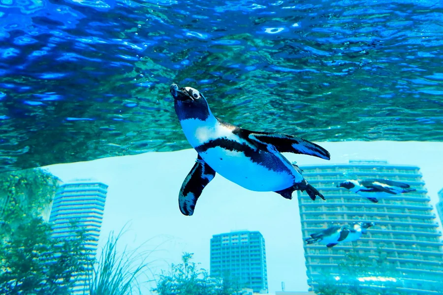 Sunshine Aquarium Tickets, at Sunshine Aquarium, Sunshine City World Import Mart rooftop, Tokyo