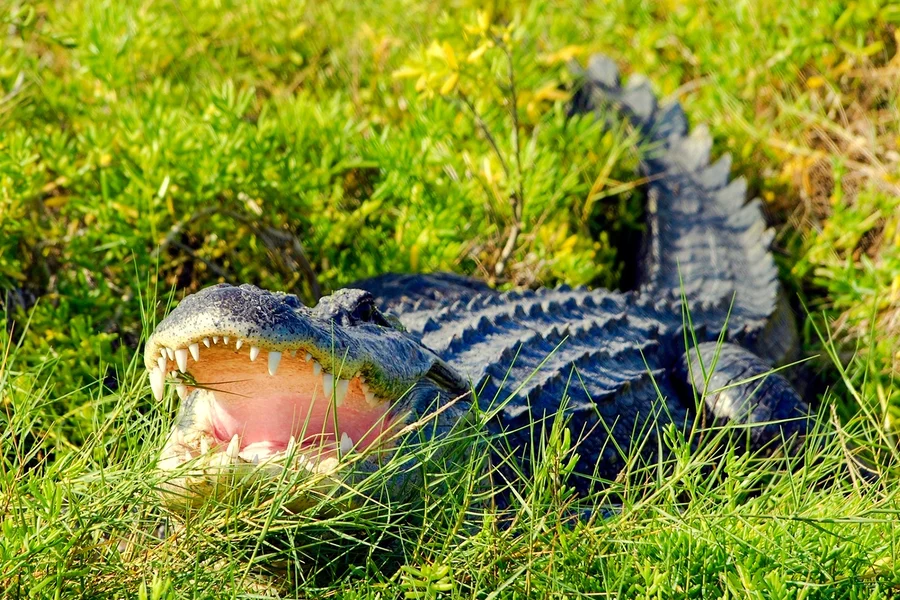 Orlando: Wild Florida Airboat Tour with Gator Park Tickets, Miami