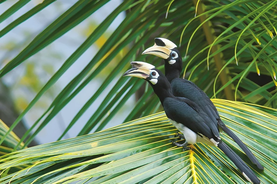 Guided Bird Watching Tour in Langkawi with Round-Trip Transfers, Langkawi