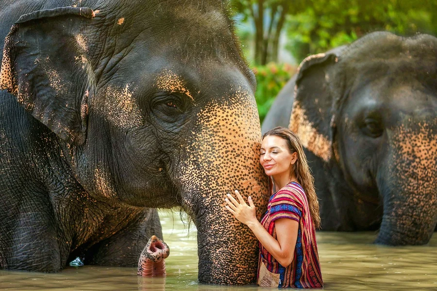 Phuket Elephant Jungle Sanctuary: Feed, Shower & Mud Spa Guided Tours with Optional Transfers, Phuket