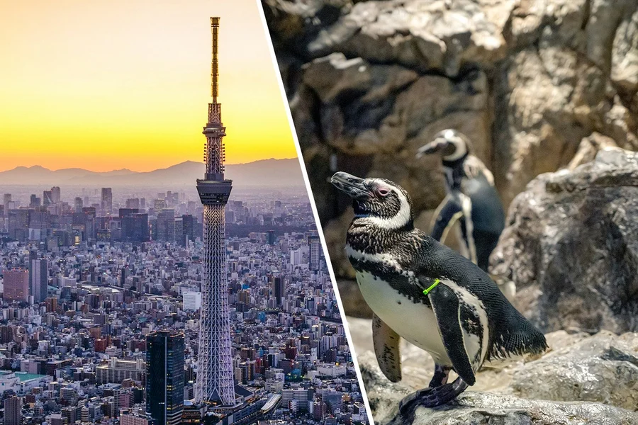 Combo: TOKYO SKYTREE + Sumida Aquarium Tickets, Tokyo