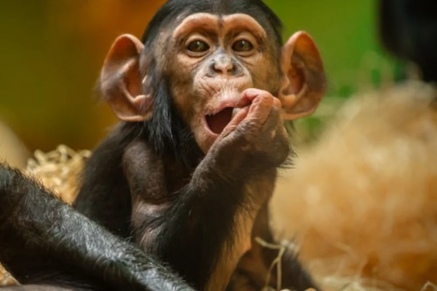 Lagos Zoo: Vstupenka, Antwerp