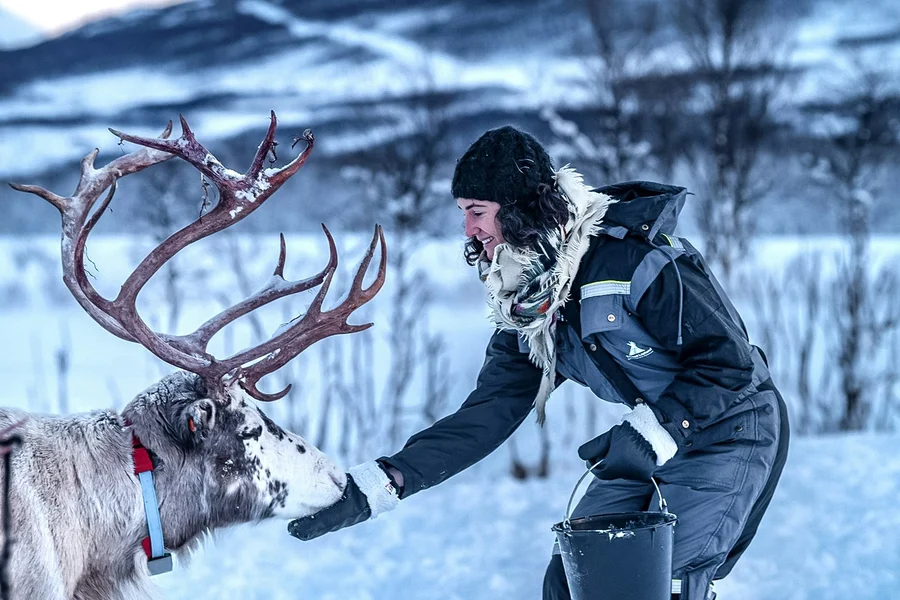From Tromso: Reindeer Feeding Guided Tour with Chance of Northern Lights, Tromso
