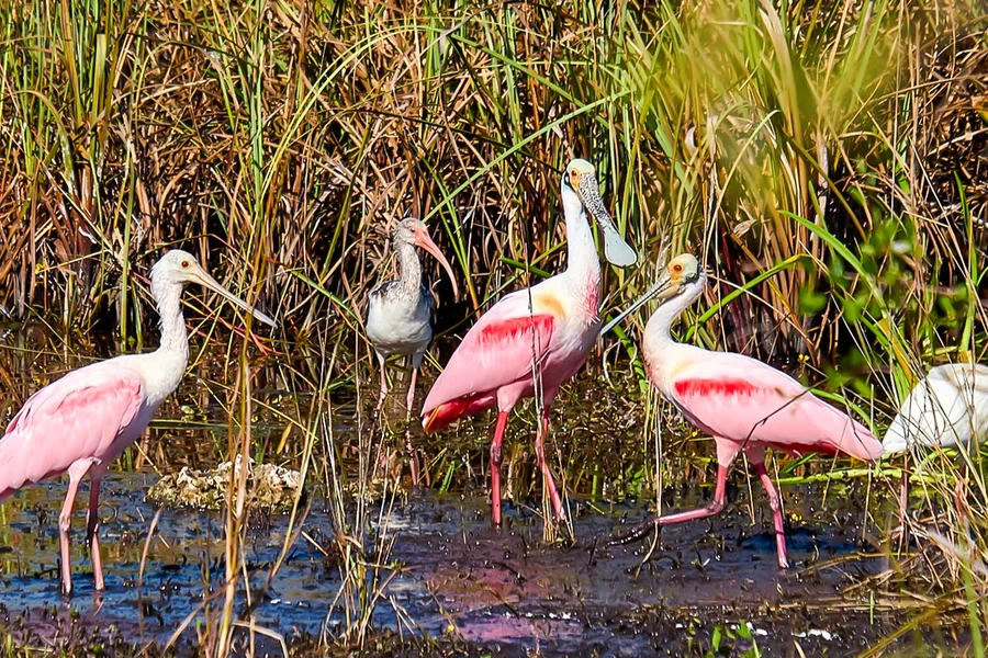 Everglades National Park: Full‑Day Tour with Airboat, Dry Walk & Transportation, Miami
