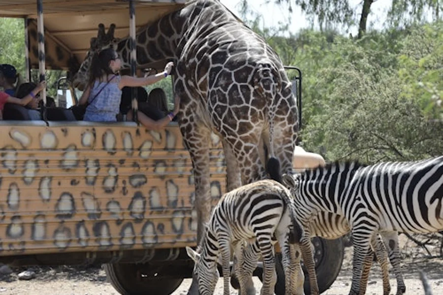 Inträdesbiljett till Out of Africa Wildlife Park, Phoenix