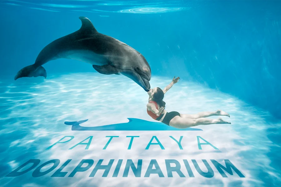 Dolphinarium Pattaya - Swim with Dolphins Experience, at Dolphinarium Pattaya, Pattaya