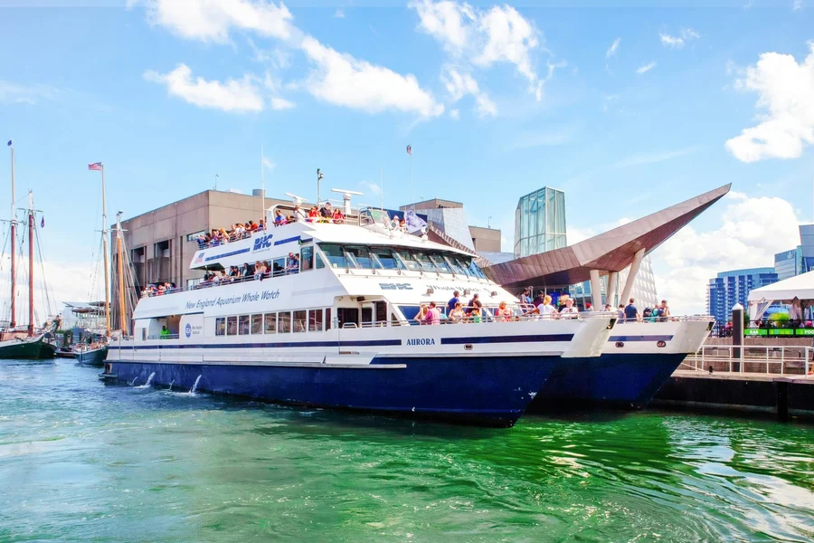 Boston Whale Watching Cruise by New England Aquarium, Boston