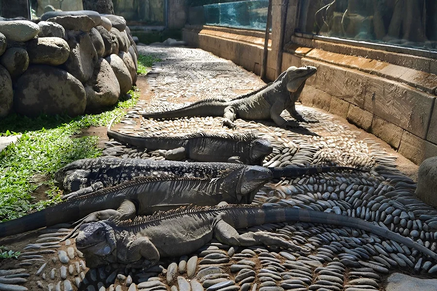 巴厘島爬蟲動物園的門票, at Bali Reptile Park, Bali