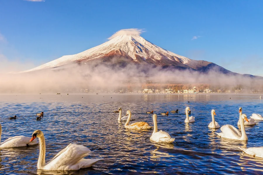 Mount Fuji Guided Day Tour with Lake Kawaguchi & Lake Yamanaka, Tokyo