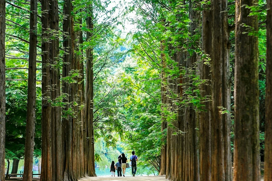 Nami Island & Mount Seorak Day Tour , Seoul