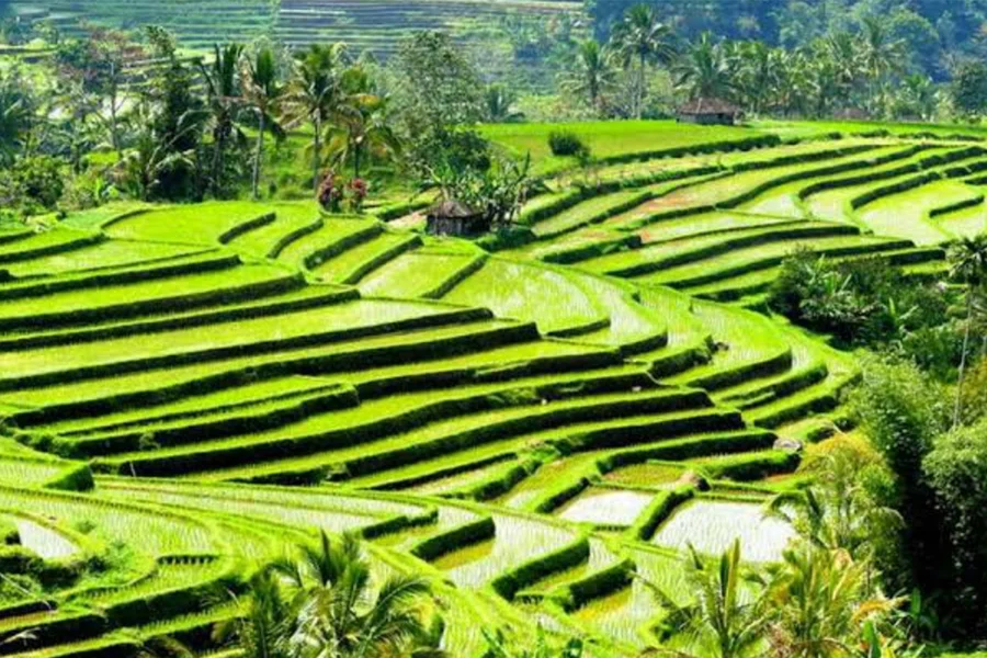 Best Ubud Tour: Monkey forest, Rice Terrace & Waterfall, Bali