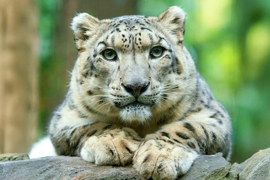Central Park Zoo Tickets, at Central Park Zoo, New York