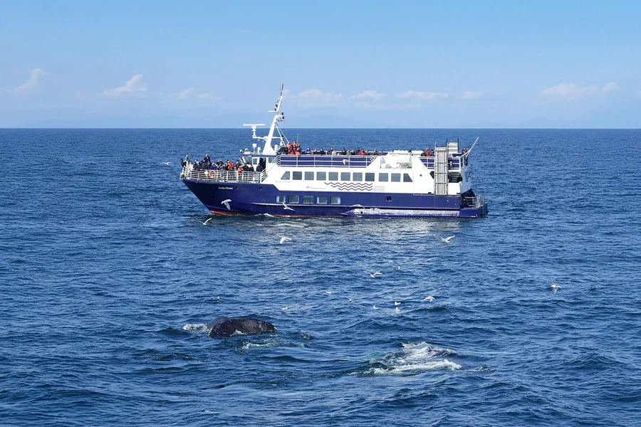 Reykjavik: Whale Watching Boat Tour, at Reykjavík, Iceland, Reykjavik