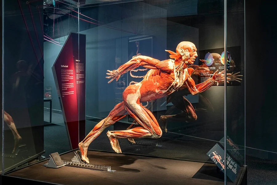 Berlin BODY WORLDS Museum Tickets, at People Museum - The first museum of BODY WORLDS, Berlin