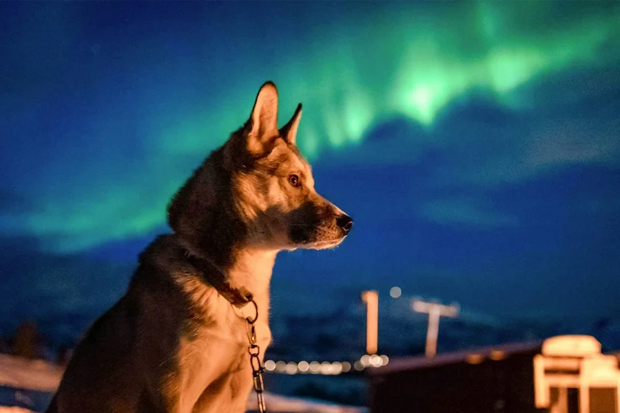 Tromso: Northern Lights & Husky Visit with Traditional Dinner, Tromso