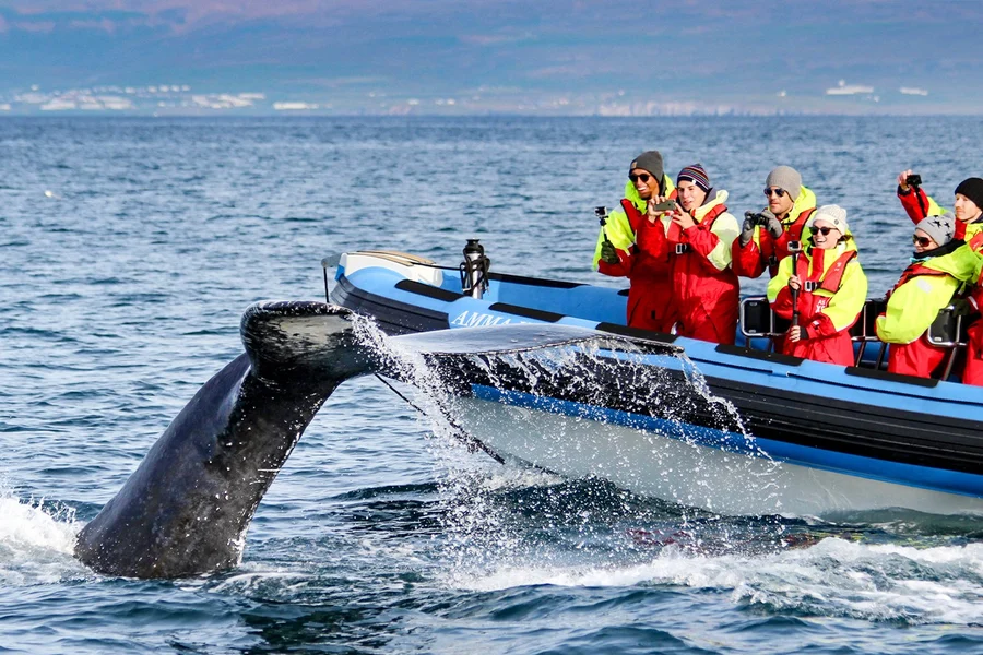 Husavik: Whale Watching and Puffin Tour on RIB speedboat, at Gentle Giants - Husavik Whale Watching, Reykjavik