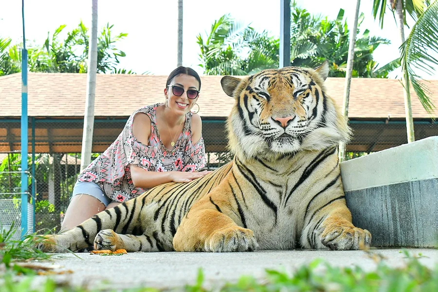 Tiger Park Tickets with Tiger Interactions, Phuket
