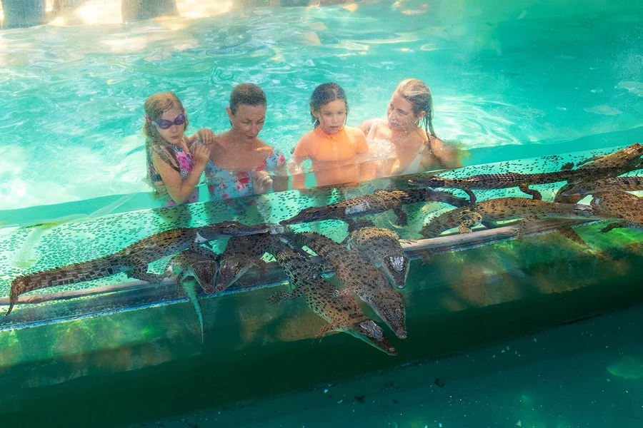 Family Saver Pack: Crocosaurus Cove Tickets, Darwin