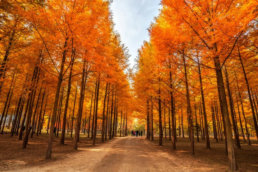 Nami Island Nature Exploration Day Tour with Garden of Morning Calm , Seoul