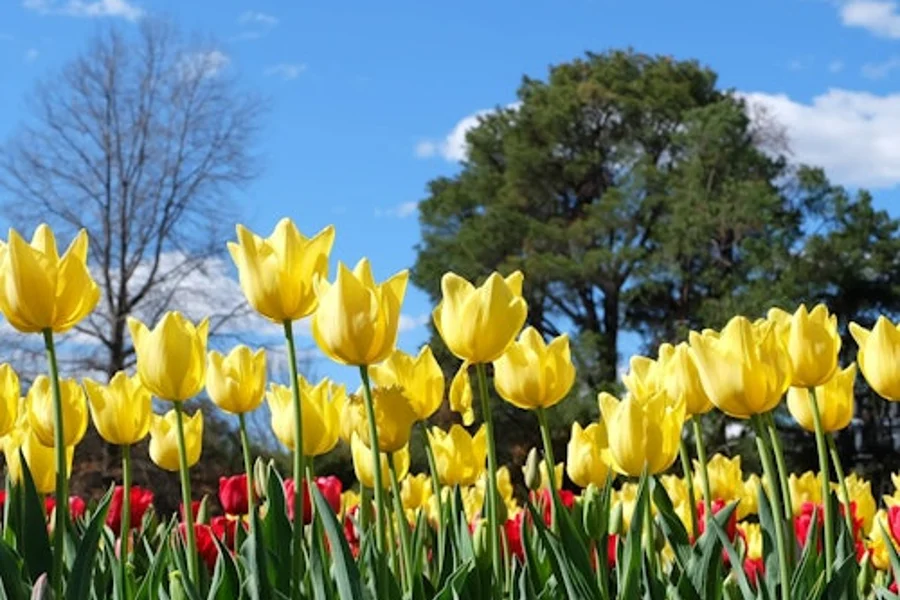 Canberra: Floriade Festival Guided Tour + Tulip Top Gardens Entry + Transfers, Canberra