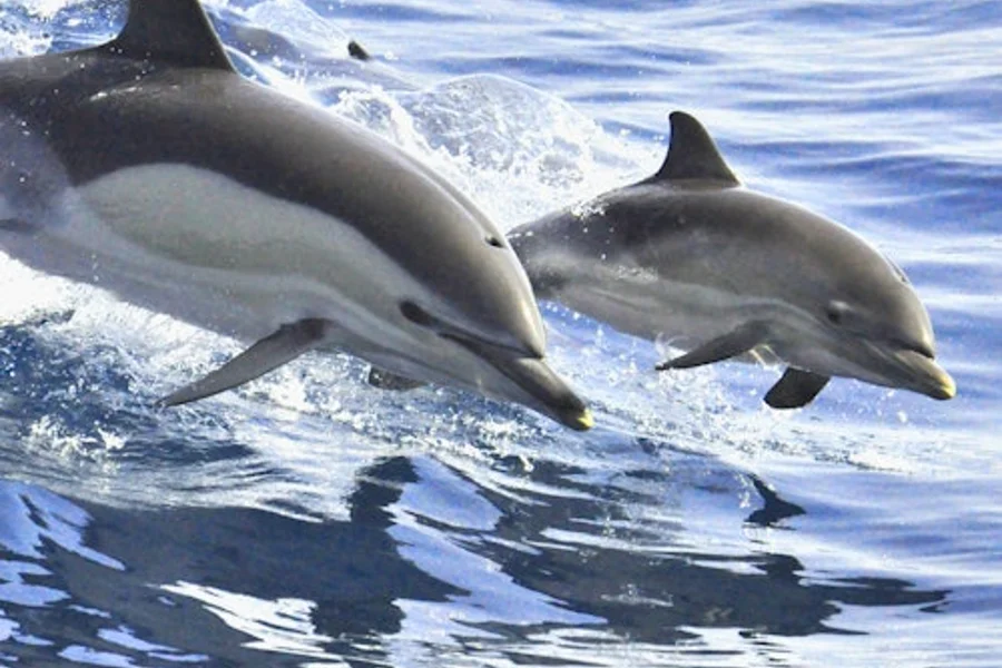 Tenerife: 3-Hour Whale & Dolphin Watching Sailboat Tour with Sandwich & Drinks, Costa Adeje