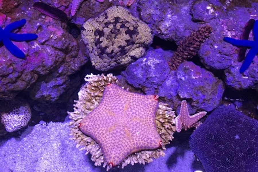 Marine Life Encounter at Cairns Aquarium, Cairns