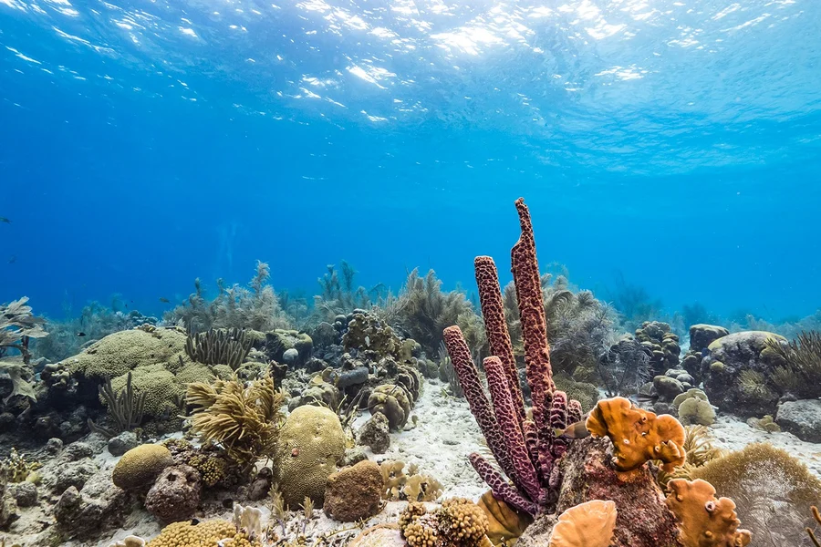 From Pattaya: Nemo Island Guided Trip with Lunch & Drone Photos, Pattaya