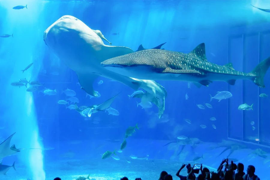 ちゅら海水族館 直接入場券【電子チケット】, at Okinawa Churaumi Aquarium, Okinawa