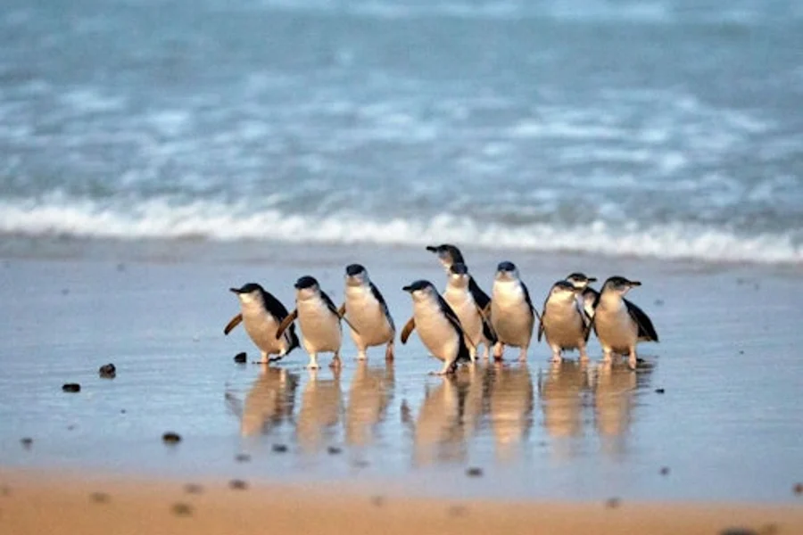 Healesville Sanctuary & Phillip Island Wildlife Park: Bus Tour, Cowes